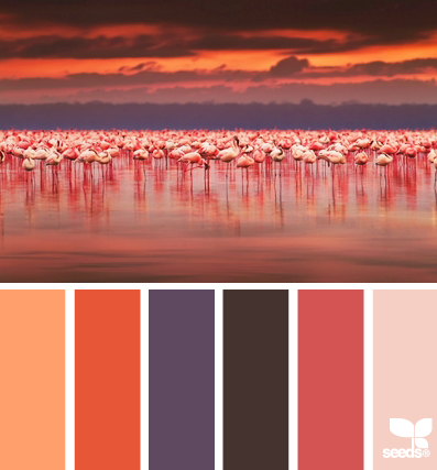 flamingo field