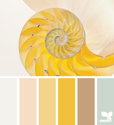 nautilus yellows