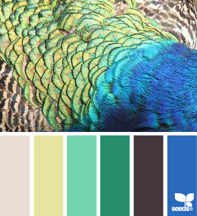 feathered spectrum