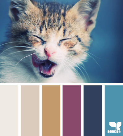 kitten hues