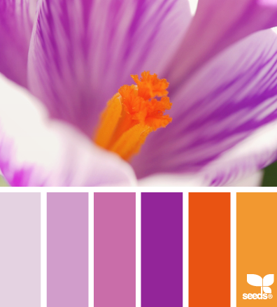 crocus color