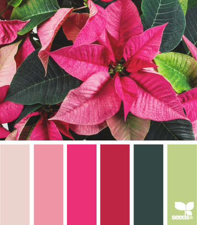 poinsettia brights