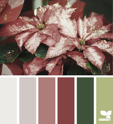 poinsettia tones