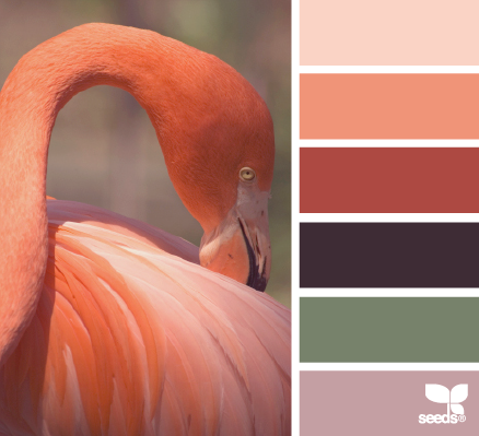 flamingo tones