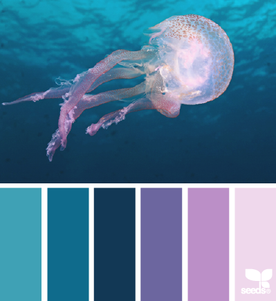 jellyfish hues