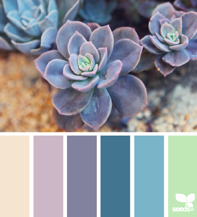 succulent palette