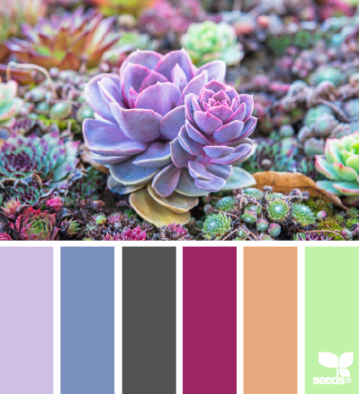 succulent color