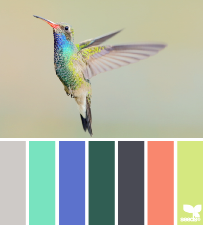 hummingbird hues