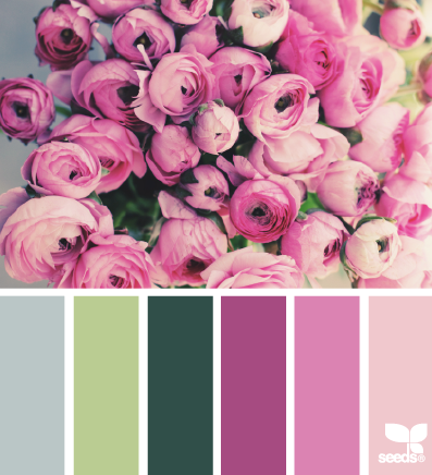 ranunculus hues