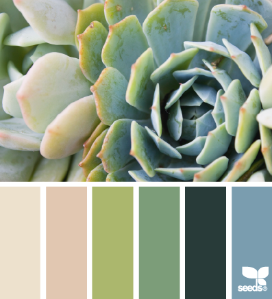 succulent hues