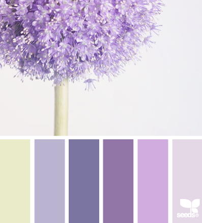 allium hues