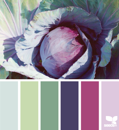 cabbage hues