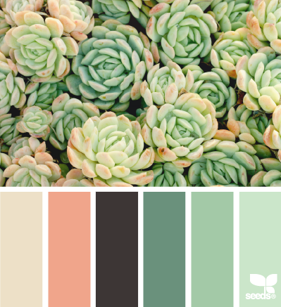 succulent hues