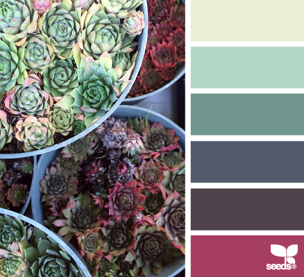 succulent spectrum