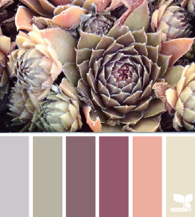 succulent hues