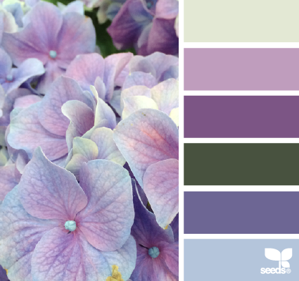 hydrangea hues