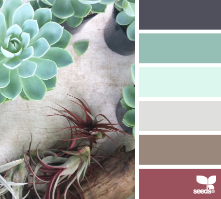 succulent palette