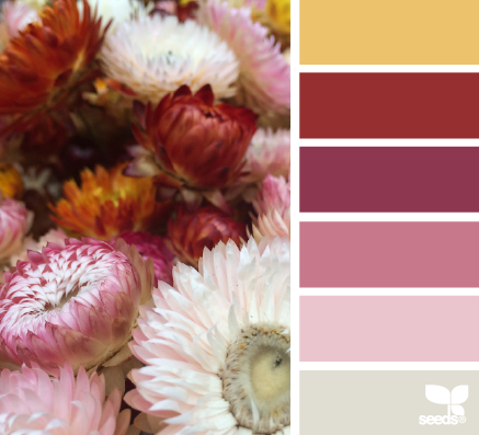 straw flower hues