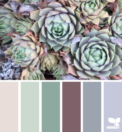 succulent hues