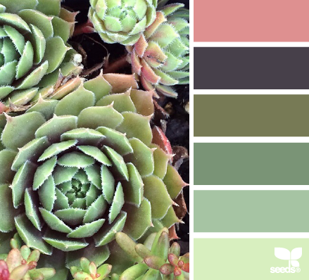 succulent hues