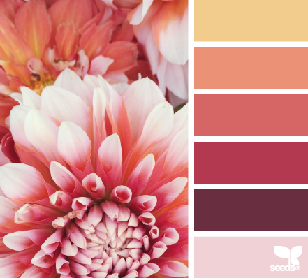 dahlia brights