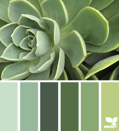 succulent tones