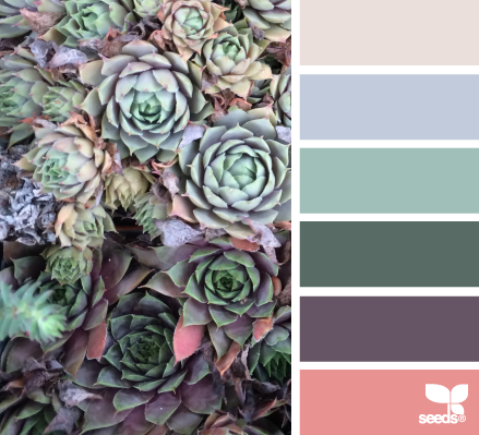 succulent spectrum