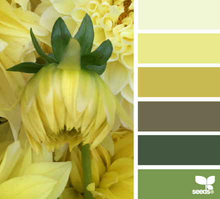 dahlia yellow