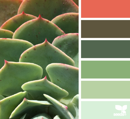 succulent hues