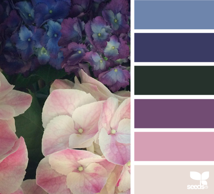 hydrangea hues