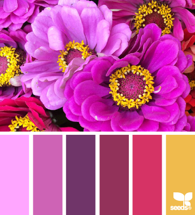 zinnia brights