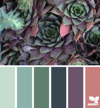 succulent hues