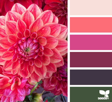 dahlia brights