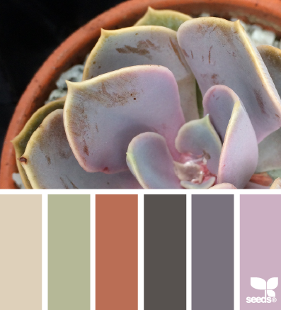 succulent tones