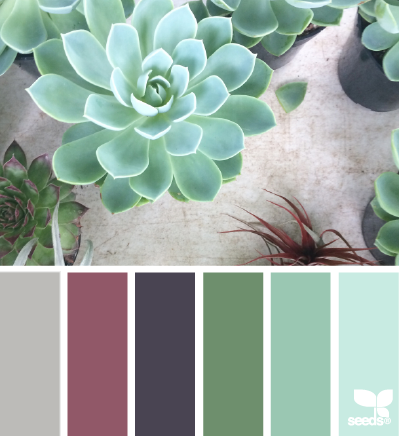 succulent palette