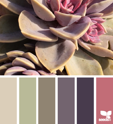 succulent tones