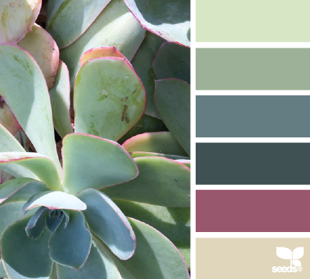 succulent hues