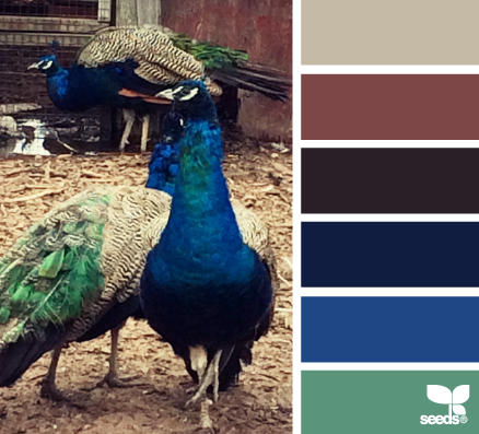 peacock hues