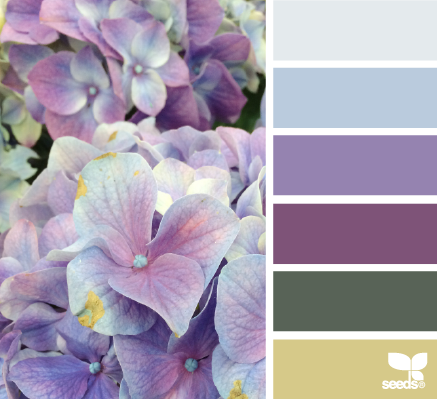 hydrangea palette