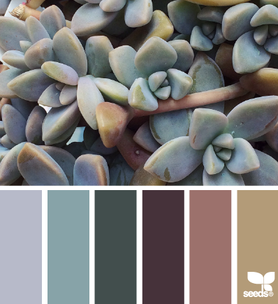 succulent tones