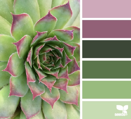 succulent hues