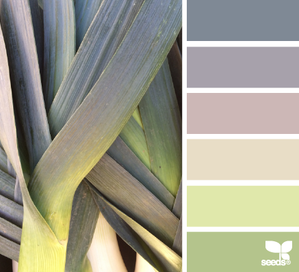 color leek