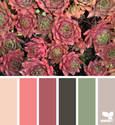 succulent hues