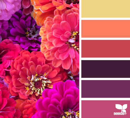 zinnia hues