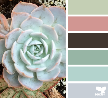 succulent hues