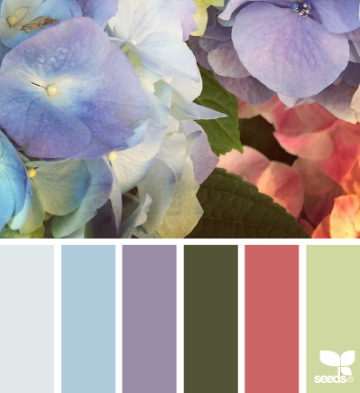 hydrangea hues