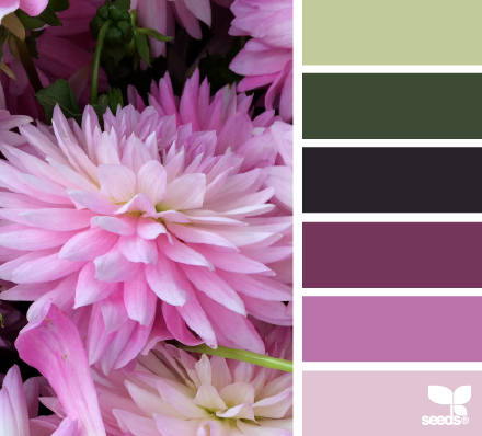 dahlia hues