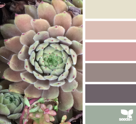 succulent hues