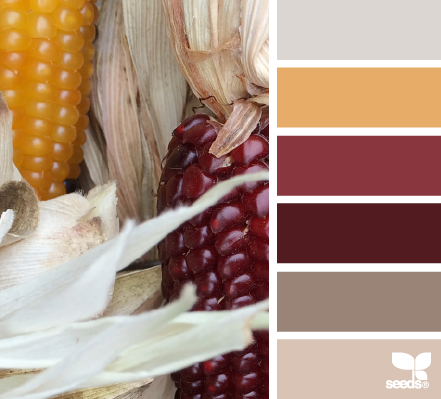 color corn