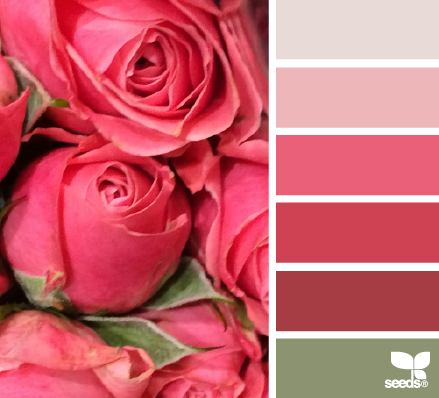 rose hues